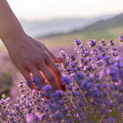 Lavender (105mls)