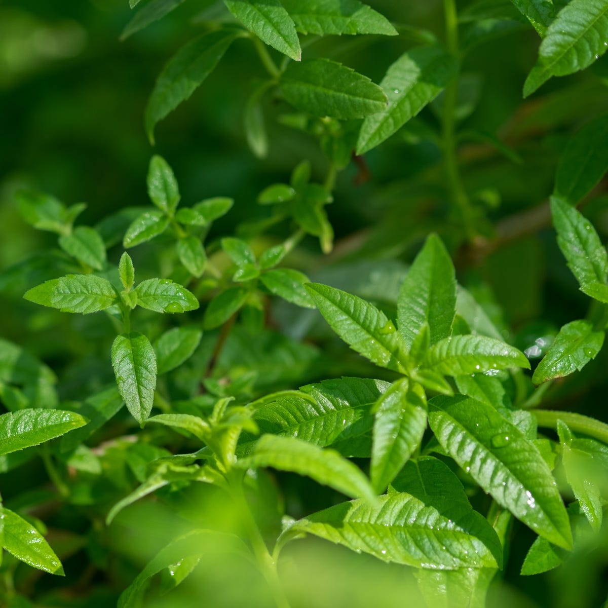 Lemon Verbena (105mls)