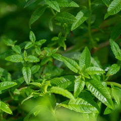 Lemon Verbena (30mls)
