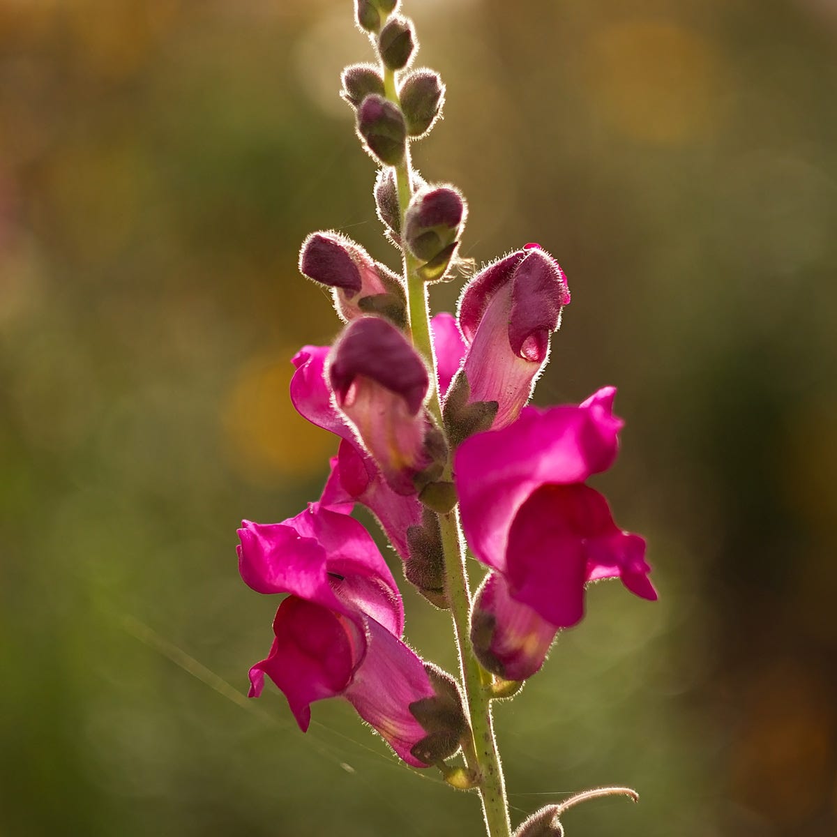 Sweet Pea and Vanilla (2500mls)