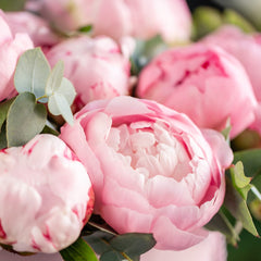 Pink Peony (520mls)
