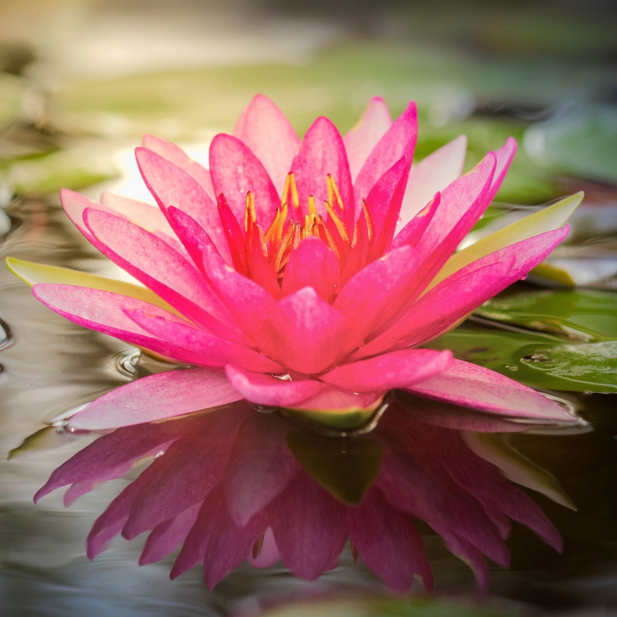 Lotus Flower (10  L)