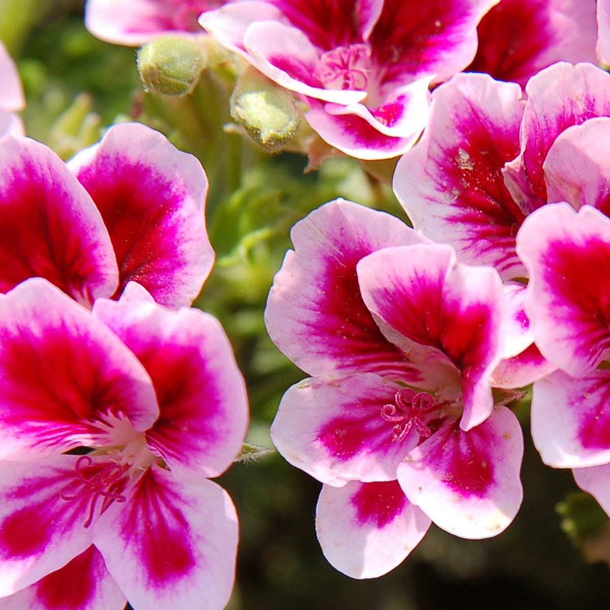 Rose Geranium (2500mls)