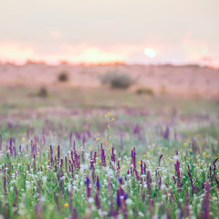 Sage Flower (105mls)