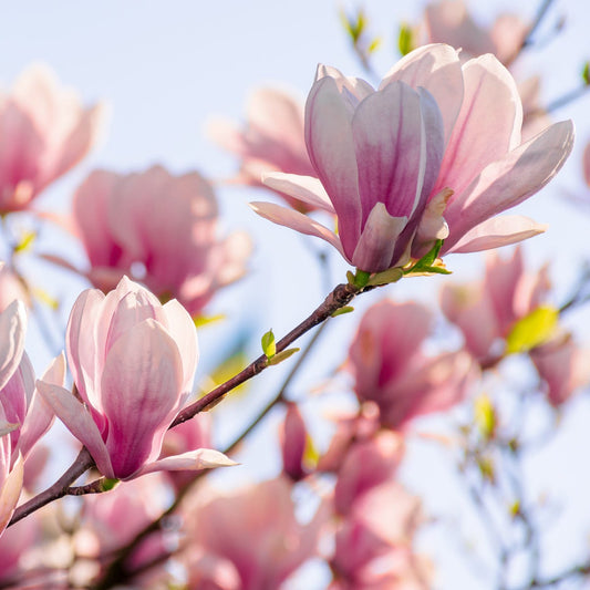 Magnolia in Bloom (105mls)