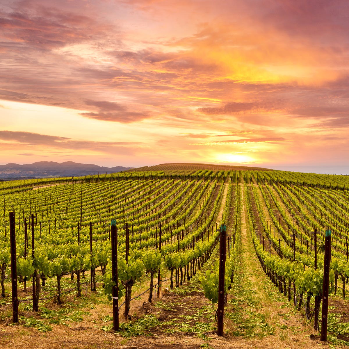 Sonoma Sunset (30mls)
