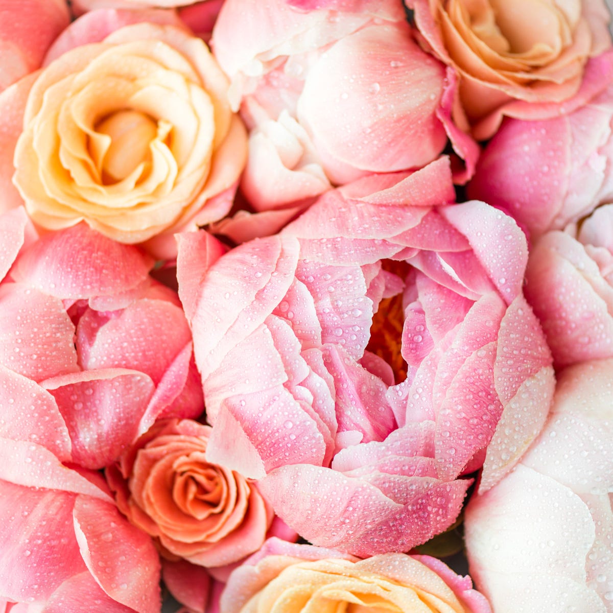 Peony Rose