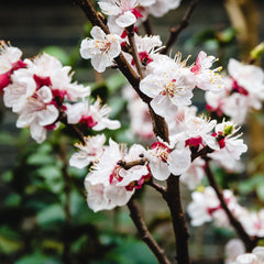 Shanghai Blossoms (520mls)