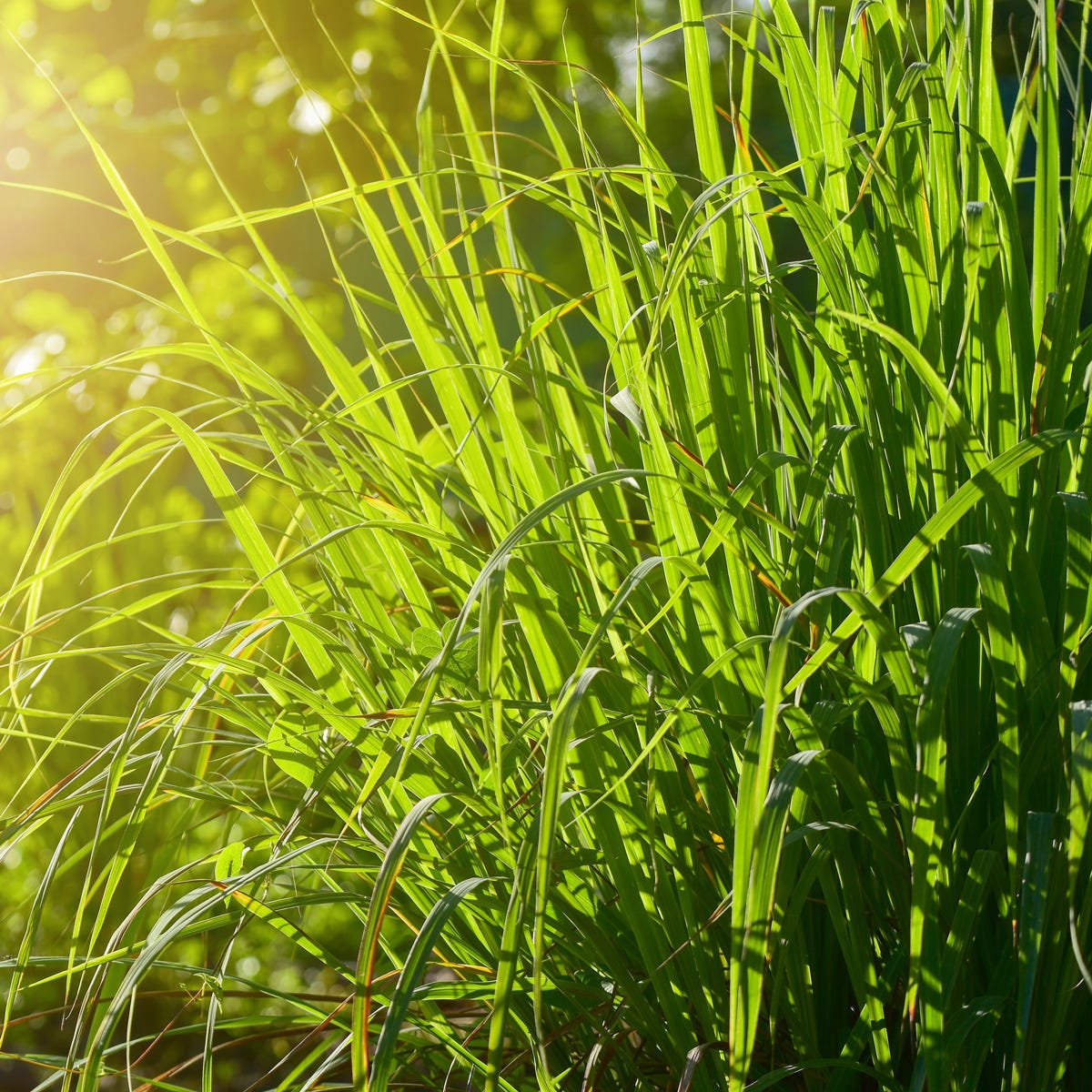 Wild Lemongrass (520mls)