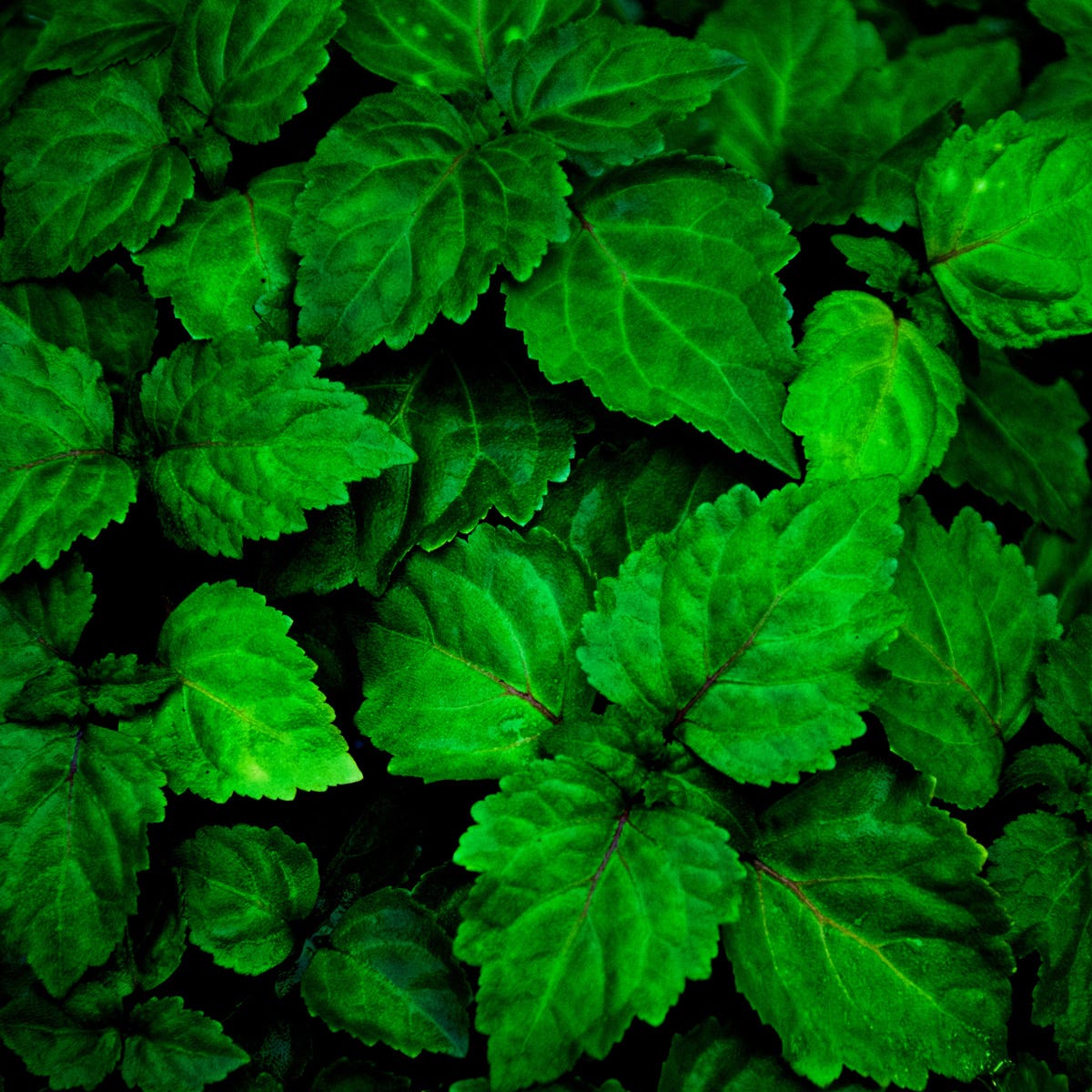 Patchouli (105 ml)