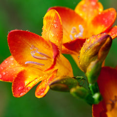 Freesia Fragrance Oil