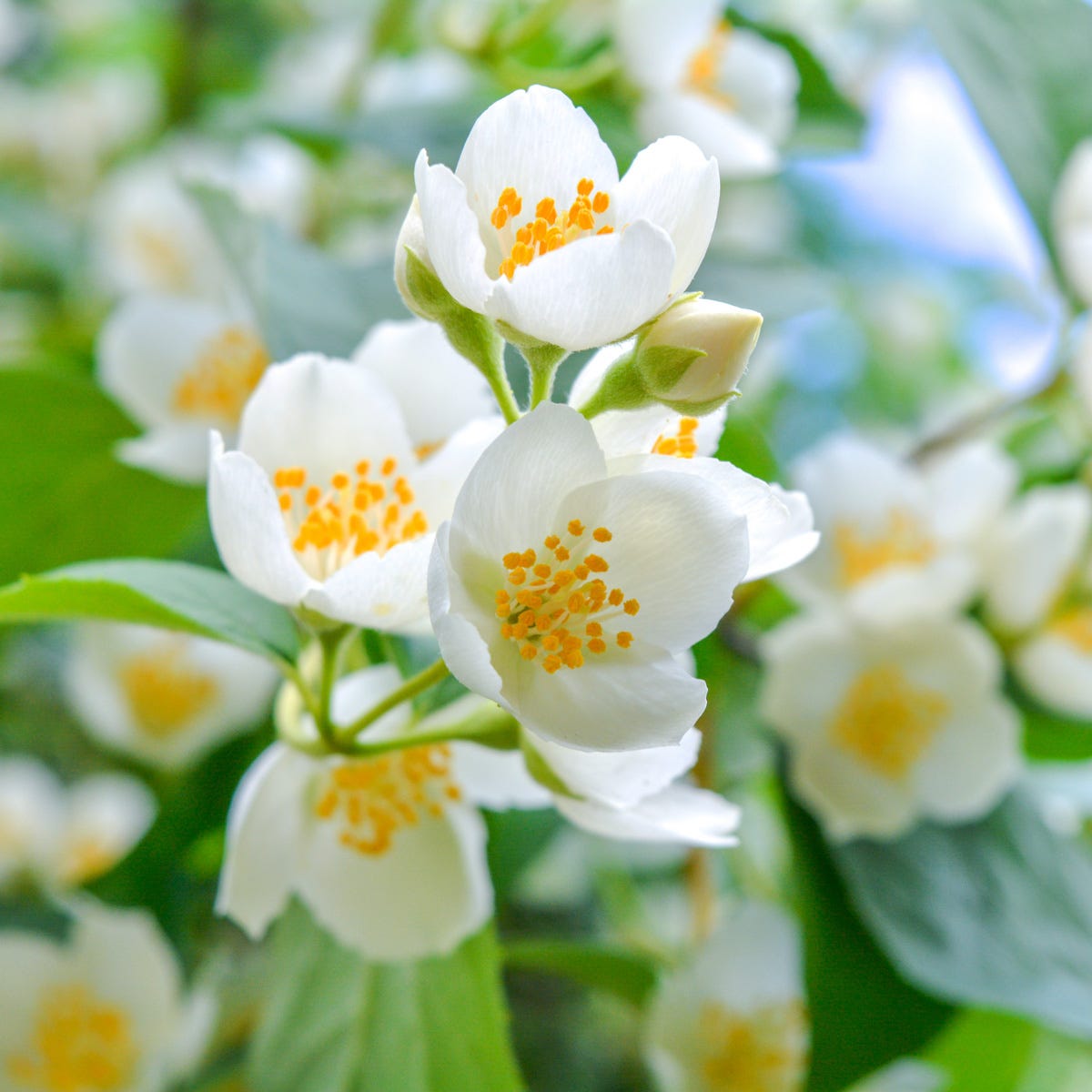 White Jasmine & Ivy (520 ml)