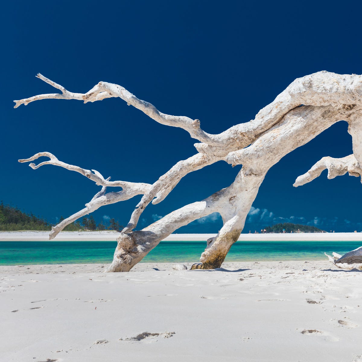 Sea Salt & Driftwood (2500mls)