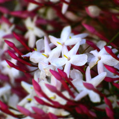 Pink Jasmine and Violet Fragrance Oil